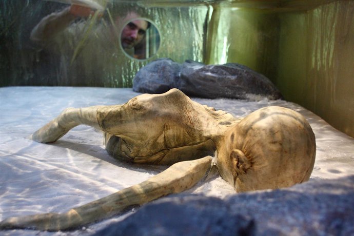 Exposición 'Otzi' En El Museu De Prehistòria