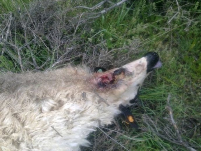 Oveja Herida Por Lobo
