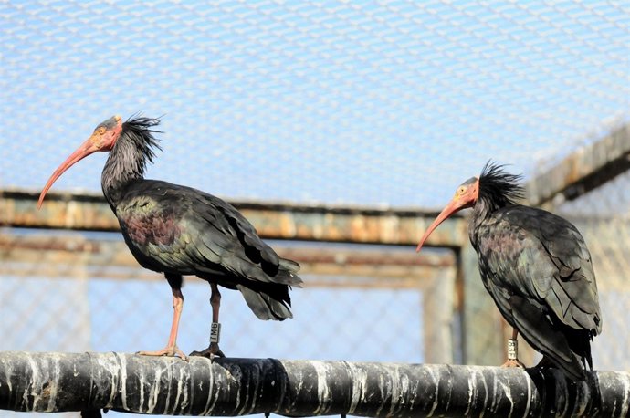 Ejemplares De Ibis Eremita