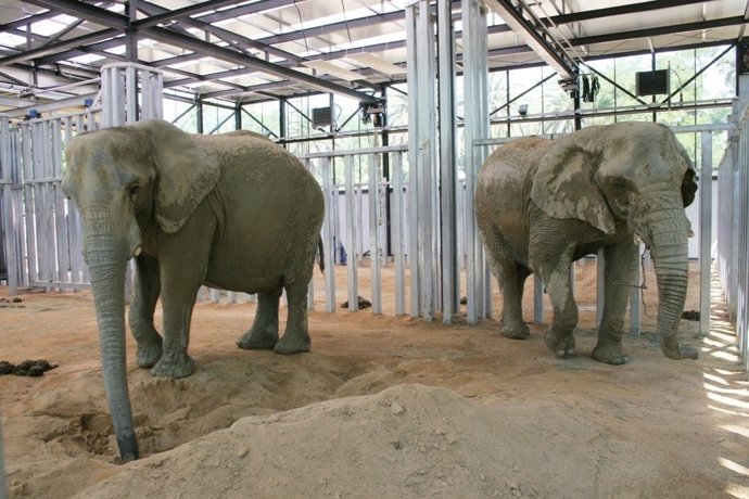 Elefantas Yoyo Y Susi Del Zoo De Barcelona