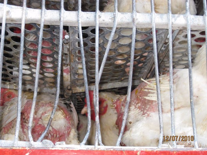 Transporte de gallinas en Murcia