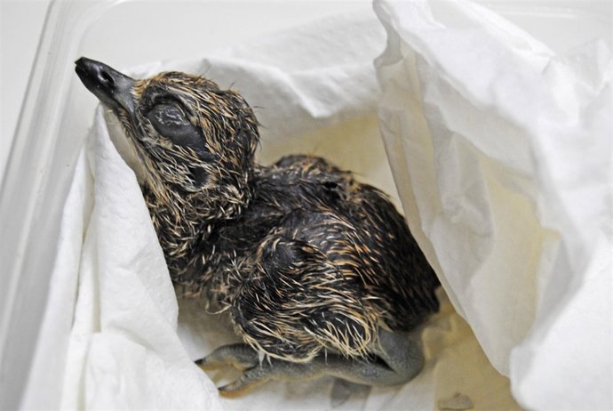 Ejemplar De Alcaraván De El Cabo Nacido En Bioparc