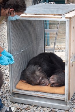Chimpacé Liberado Por La Fundación Mona Y Faada