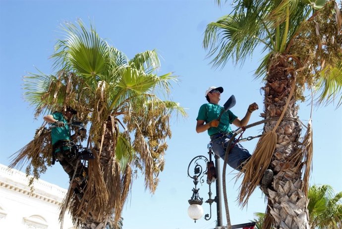 Poda Palmeras