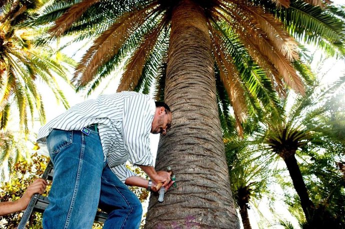 Técnico Examina Palmeras De La Plaza De Los Héroes De Cavite En Cartagena