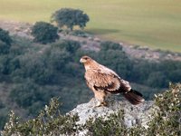 Los pollos de águila imperial rescatados de Cabañeros conectados a la webcam de SEO/BirdLife vuelven al medio natural