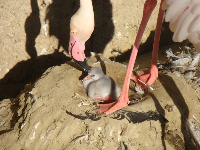 Imagen De La Cría De Flamenco