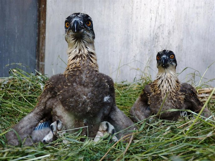 Ejemplares De Águilas Pescadora