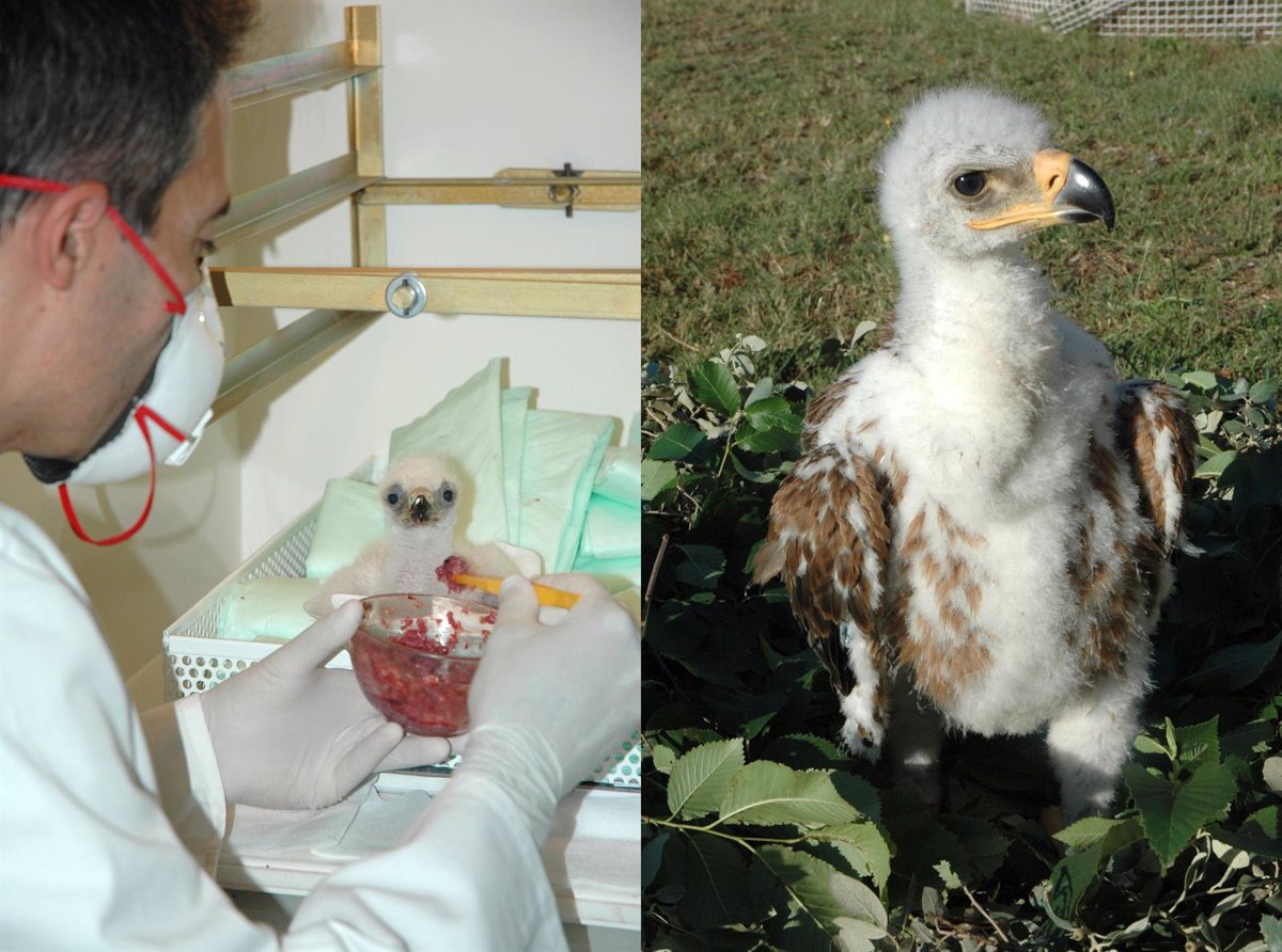 Nace el primer águila imperial ibérica reproducido en cautividad