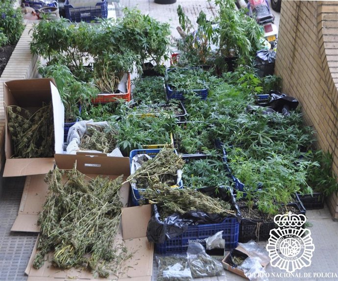 Plantación De Marihuana Confiscada En Huesca