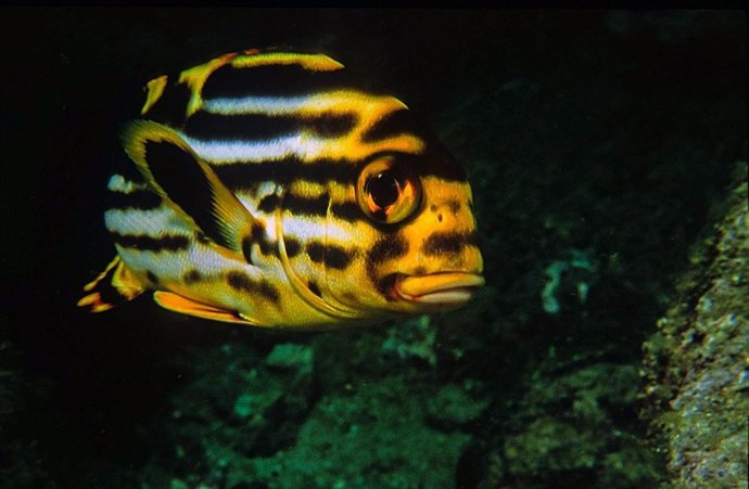 Fotograma Del Documental 'Mundos De Agua', De CIN.TV.