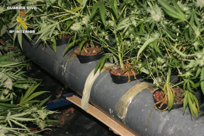 Desmantelado Un Invernadero De Marihuana En Obanos.
