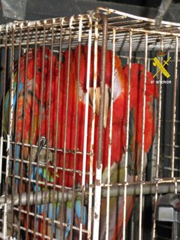 Guacamayo Recuperado
