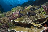 La vida en los océanos está en riesgo de extinción inminente