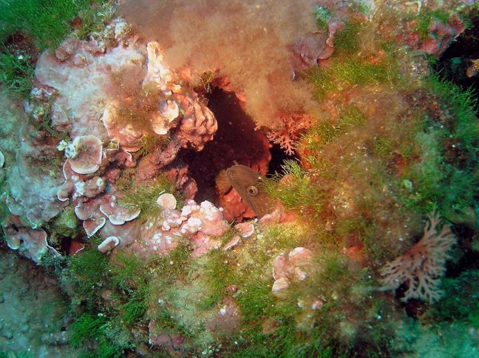 Una Morena (Muraena Helena), Especie Del Mar Mediterráneo     