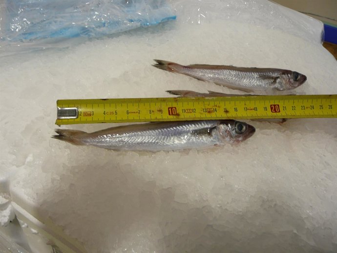 Ejemplares Intervenidos Por Pesca Ilegal En Lugo.