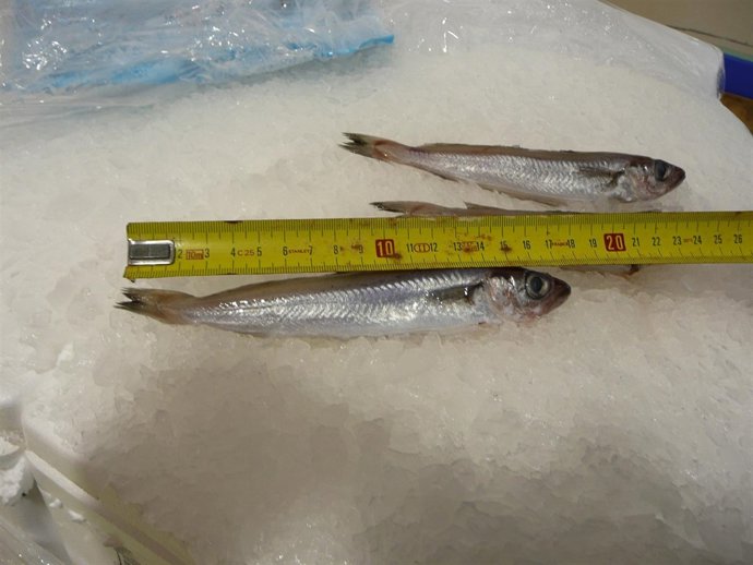 Ejemplares Intervenidos Por Pesca Ilegal En Lugo.