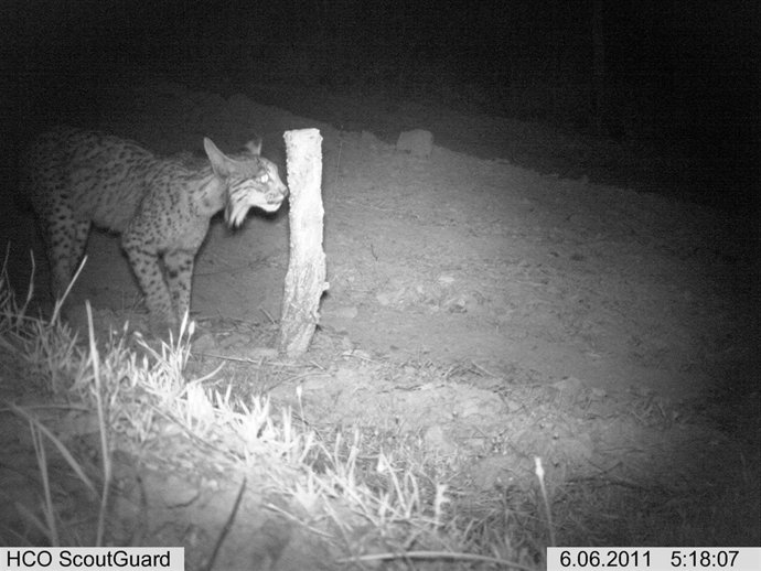 Lince Avistado En Ciudad Real