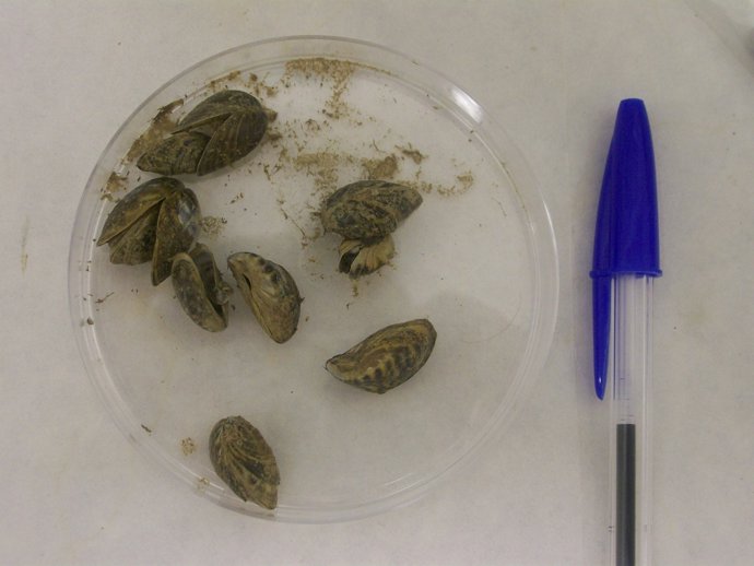 Ejemplares de mejillón cebra