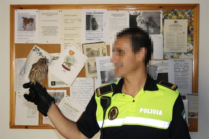 Agente Con Un Ave De Cría De Cernícalo Primilla