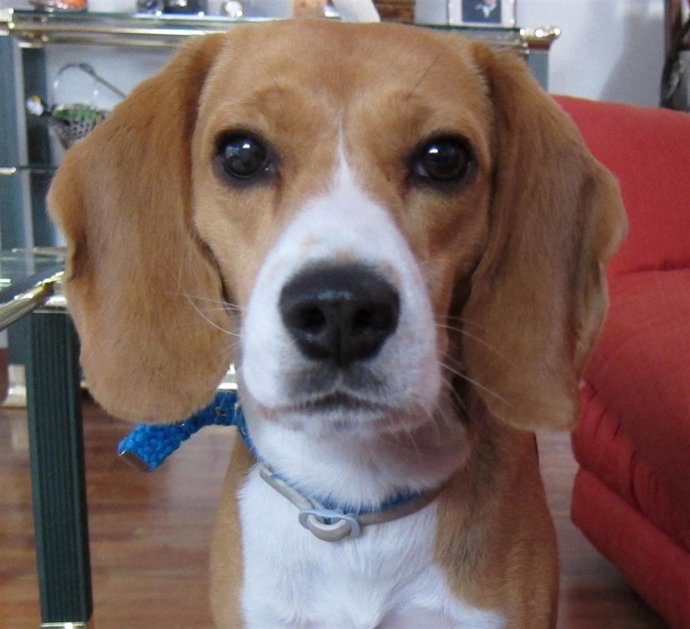 Una Imagen De Un Perro