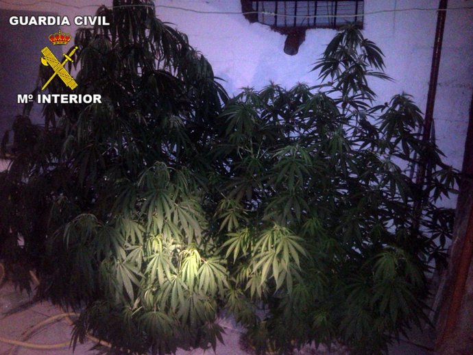 Plantas De Marihuana Intervenidas En Villafranca