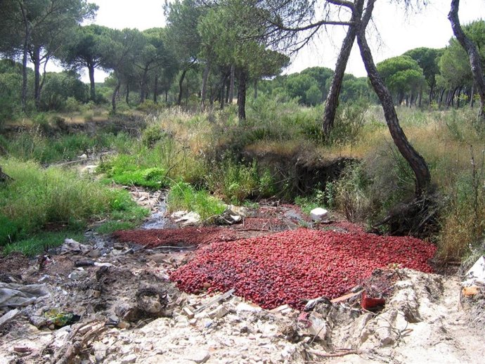 Contaminación En Un Arroyo De Doñana