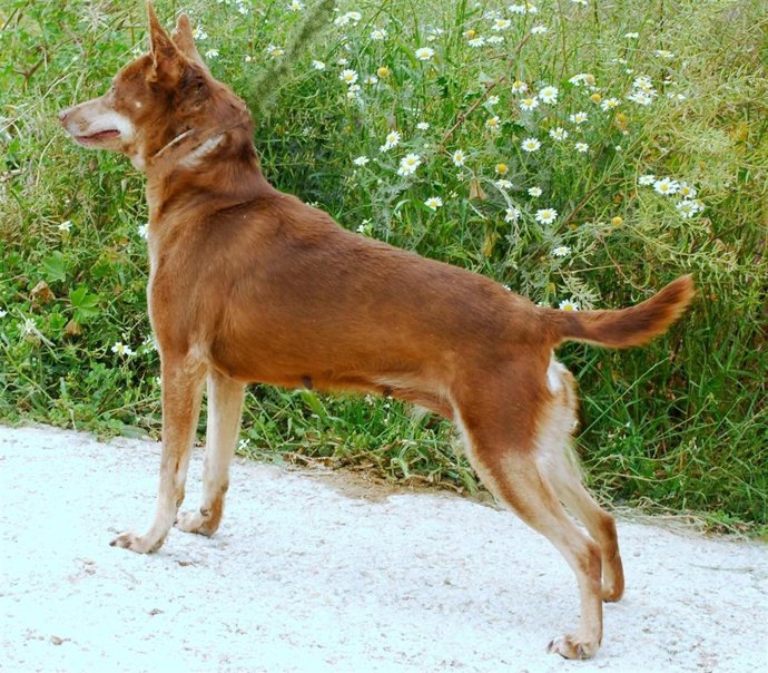 Ejemplar De Podenco Orito Español