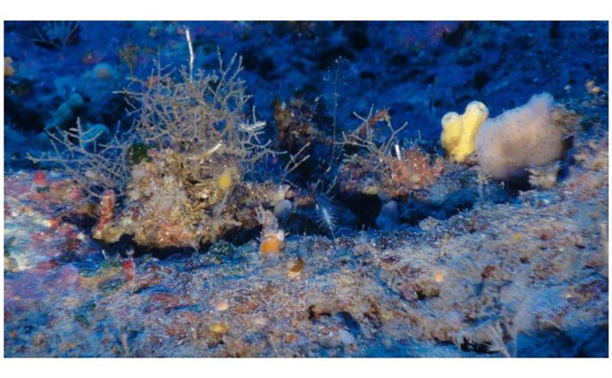 Ejemplar De Esponja Asbestopluma Hypogea Hallada Por Oceana