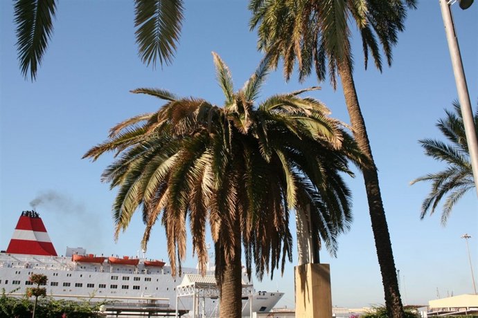 Palmera Muy Afectada Por Picudo Rojo