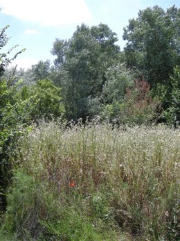 Bosque De Valorio De Zamora