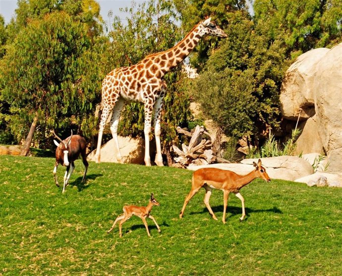 Cría De Impala Recién Nacida Junto Con Otras Especies En Bioparc