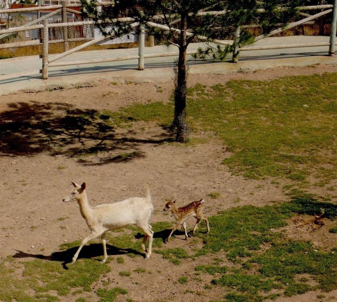 Una Hembra Albina De Gamo Tiene A Su Primera Cría En El Parque De Naturaleza Ter