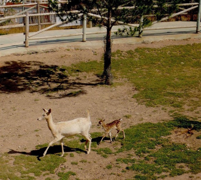 Una Hembra Albina De Gamo Tiene A Su Primera Cría En El Parque Terra Natura