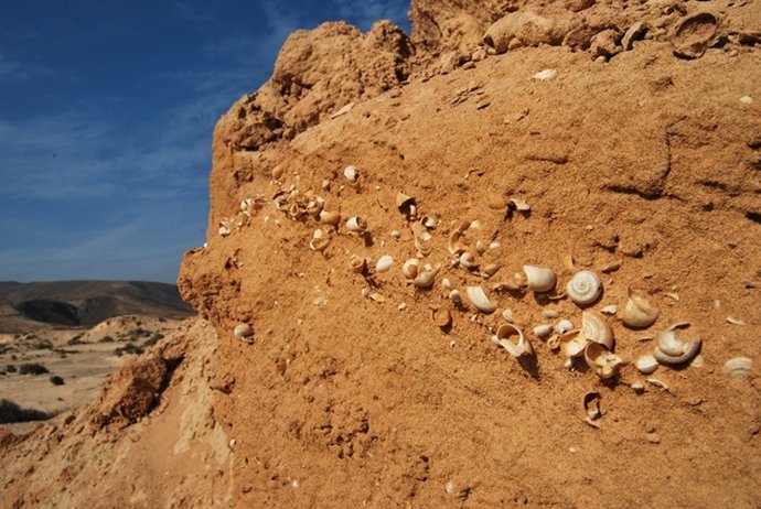 Fósiles De Caracoles