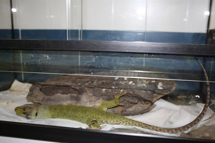 Lagarto Ocelado Capturado Por La Policía Local