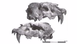 Cráneo De Dientes De Sable De Hace 1,5 Millones De Años