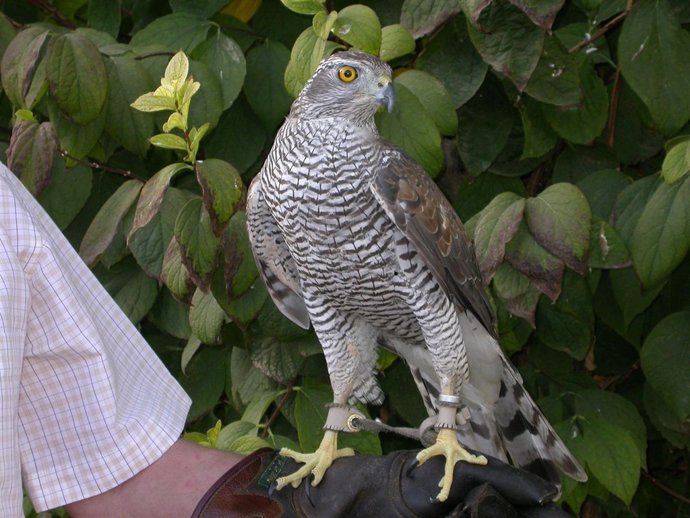 Imagen De Un Águila Real