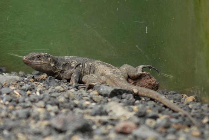 Puesta De Huevos En El Lagartario De Frontera