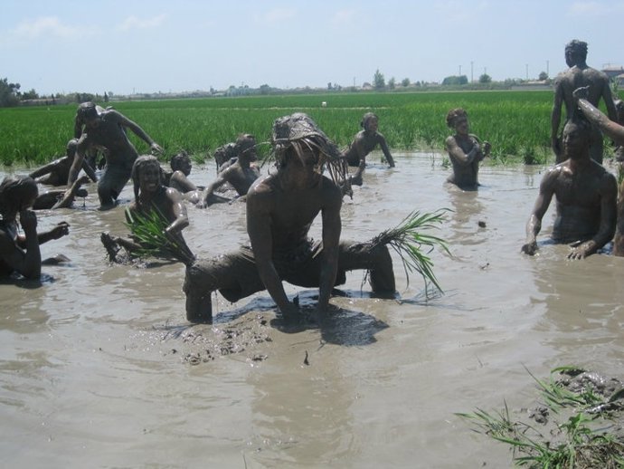 Danza En Los Campos De Arroz