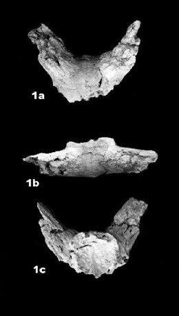 Fragmentos De Búfalo Encontrados En Orce (Granada(