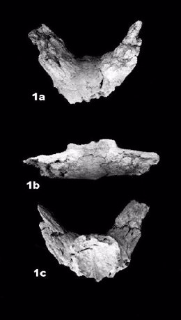 Fragmentos De Búfalo Encontrados En Orce (Granada(