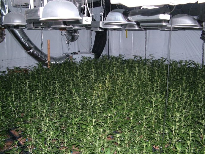 Plantas Marihuana Operación Triplete II