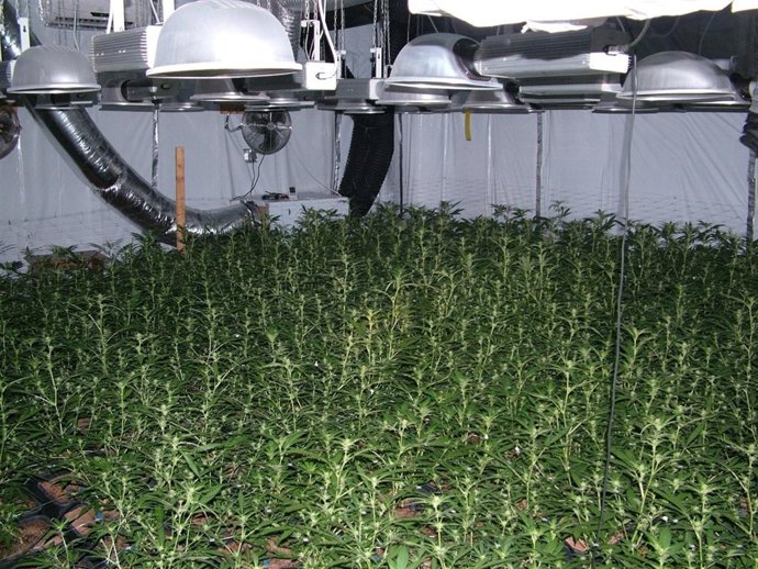Plantas Marihuana Operación Triplete II