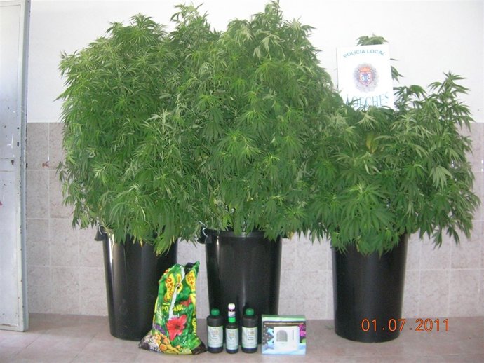 Marihuana Incautada En Loeches
