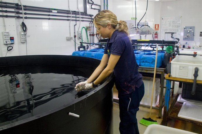 Una Trabajadora Del Acuario Con Pastinacas