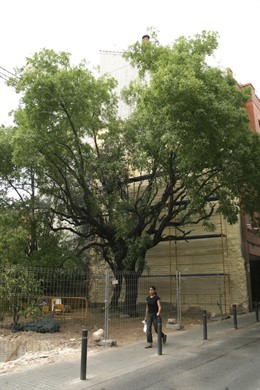 Azufaito, Árbol Bicentenerio En La Calle Arimon De Barcelona