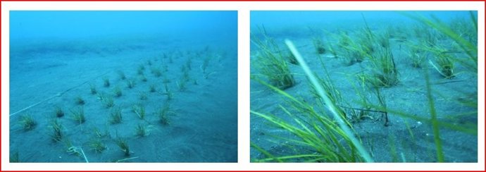 Seba De Granadilla Trasplantada En Fondos De Santa Cuz Detenerife