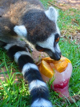 Helado Lemur