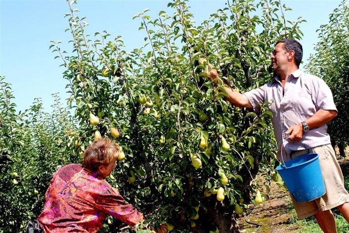 Recolección De Peras